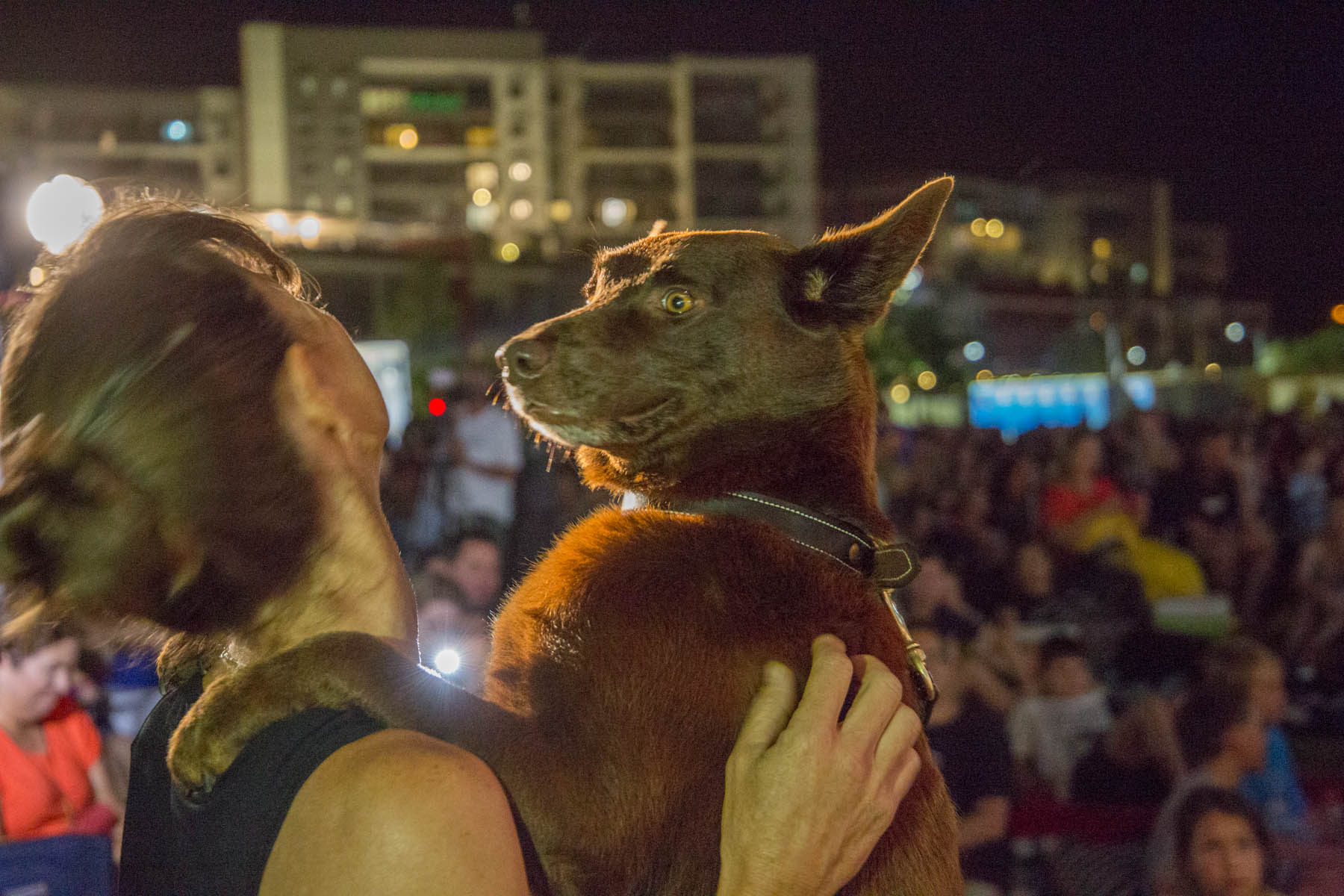 Red Dog: True Blue World Premier 2016